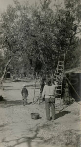 Lucera - Campagne lucerine - Raccolta delle olive 1944